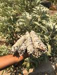 White Sage Bundle