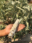 Homegrown JUMBO 8" CA White Sage Smudge Sticks