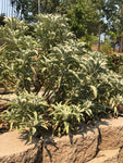 Homegrown White Sage Bush