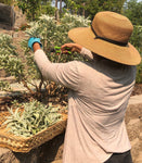 California White Sage with Great Scent